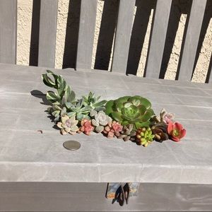 ashaubrey succulents